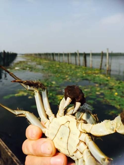 苏州阳澄湖吃大闸蟹的地方在哪里 哪里好